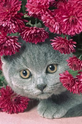Sevimli Gri Kedi ile Çiçekler