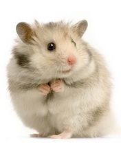 Sevimli Hamster Duvar Kağıdı - wallpaper preview