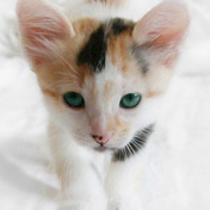Sevimli Kedi Yeşil Gözlerle