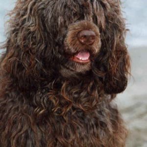 Kıvırcık Köpek