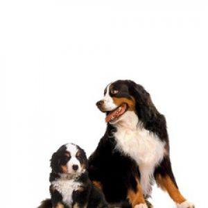 Bernese Dağ Köpekleri