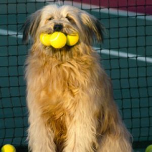 Şirin Köpek Tenis Toplarıyla