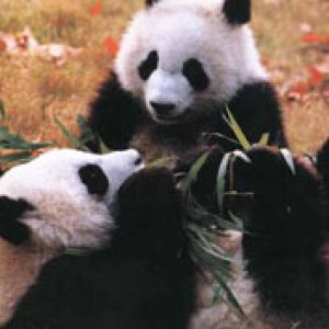 Sevimli Panda Ayıları Oynuyor