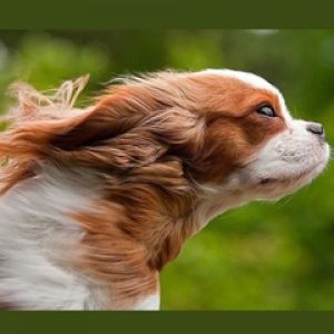 Hareketli Oyunsever Köpek