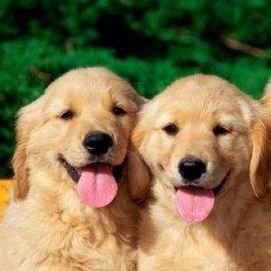 Sevimli Golden Retriever Yavru Köpekler