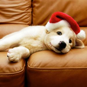 Şirin Yavru Köpek Noel Şapkasıyla