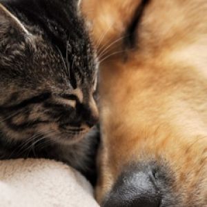 Sevimli Kedi ve Köpek Sarılıyor