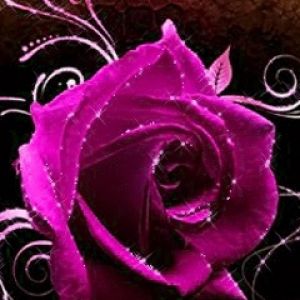 Güzel Pembe Gül