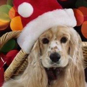 Şirin Köpek Noel Şapkasıyla