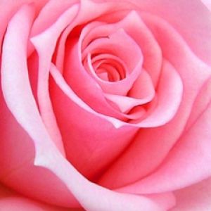 Güzel Pembe Gül