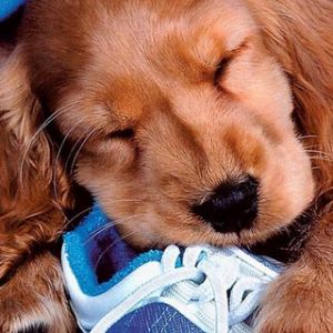 Tatlı Yavru Köpek Ayakkabının Üzerinde Uyuyor