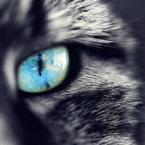 Kedi Gözünün Yakın Çekimi