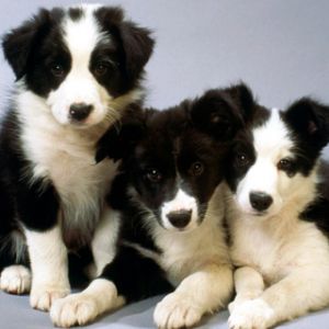 Sevimli Border Collie Yavru Köpekler