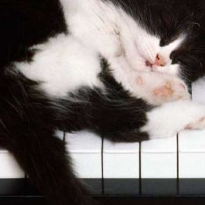 Piyano Üzerinde Uyuyan Kedi