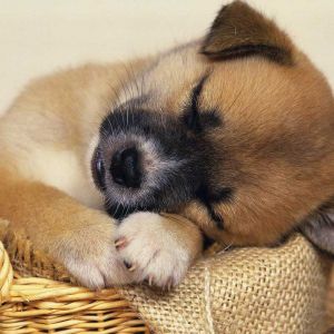 Sevimli Uyuyan Yavru Köpek