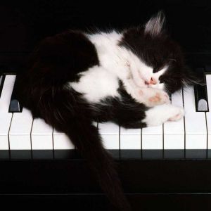 Piyano Üzerinde Uyuyan Kedi