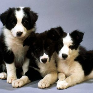 Sevimli Border Collie Yavruları