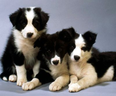 Sevimli Border Collie Yavruları