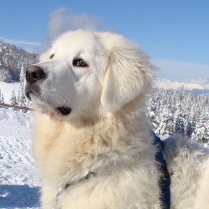 Görkemli Beyaz Köpek Karda