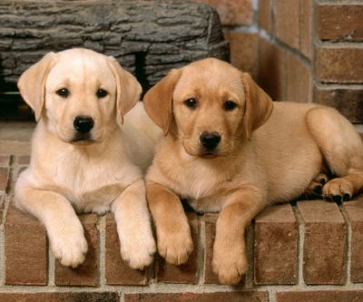 Sevimli Labrador Yavru Köpekler - wallpaper preview