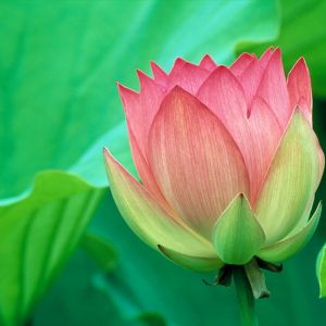 Güzel Pembe Lotus Çiçeği