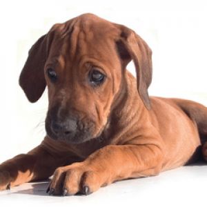 Sevimli Yavru Köpek Yatarak