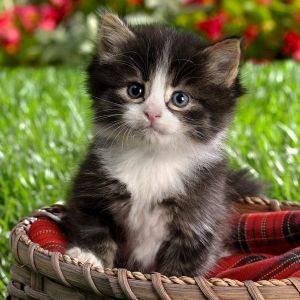 Şirin Yavru Kedi Sepette