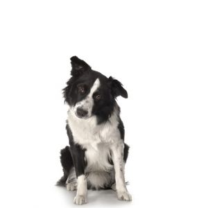 Sevimli Border Collie Köpeği