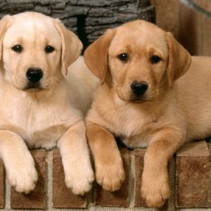 Şirin Labrador Yavru Köpekler