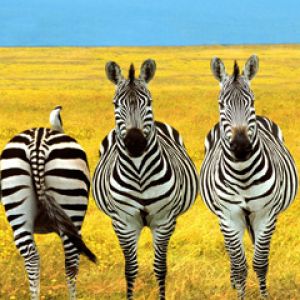 Zebra'lar Altın Çayırda