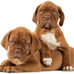 Şirin Yavru Köpekler