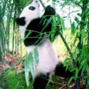 Sevimli Panda Bambuda