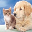 Sevimli Yavru Köpek ve Kedi