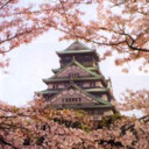 Japon Kalesi ve Kiraz Çiçekleri