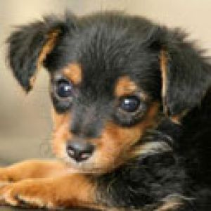 Şirin Yavru Köpek