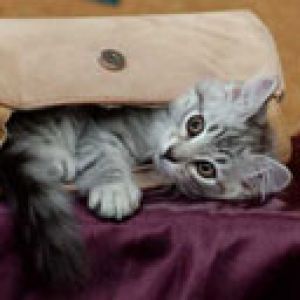 Şirin Kedi Çantada
