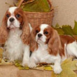 Cavalier King Charles Spaniel