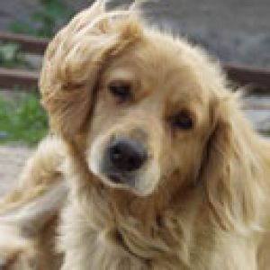 Sevimli Golden Retriever Yavru