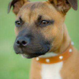 Şirin Köpek Portresi