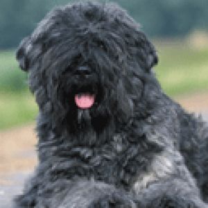 Şirin Siyah Köpek