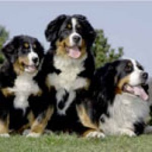 Bernese Dağ Köpekleri