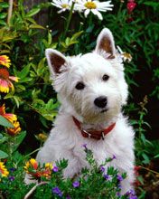 Çiçekler Arasında Sevimli Beyaz Köpek