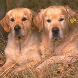 Golden Retriever'lar Dinleniyor