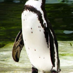 Humboldt Pengueni
