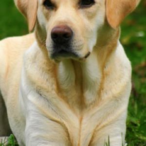 Labrador Retriever Portresi