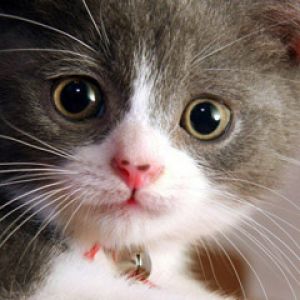 Şirin Gri Yavru Kedi