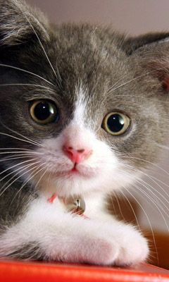 Şirin Gri Yavru Kedi - wallpaper preview