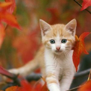 Sonbahar Yaprakları Arasında Sevimli Kedi