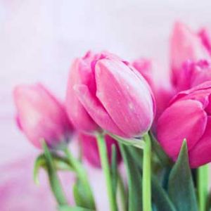 Pembe Lale Buketi