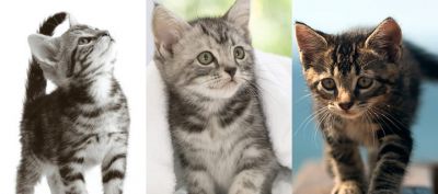 Sevimli Kedi Yavruları Koleksiyonu